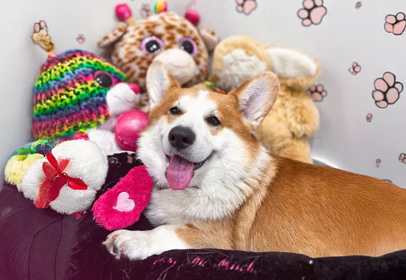White-caramel dog laying on with stuffed animals