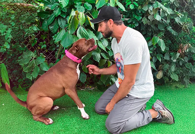 Tiago training a brown dog
