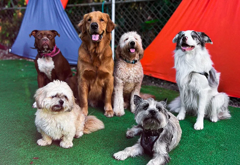 Six dogs gathering on a grass carpet